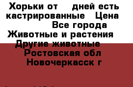   Хорьки от 35 дней есть кастрированные › Цена ­ 2 000 - Все города Животные и растения » Другие животные   . Ростовская обл.,Новочеркасск г.